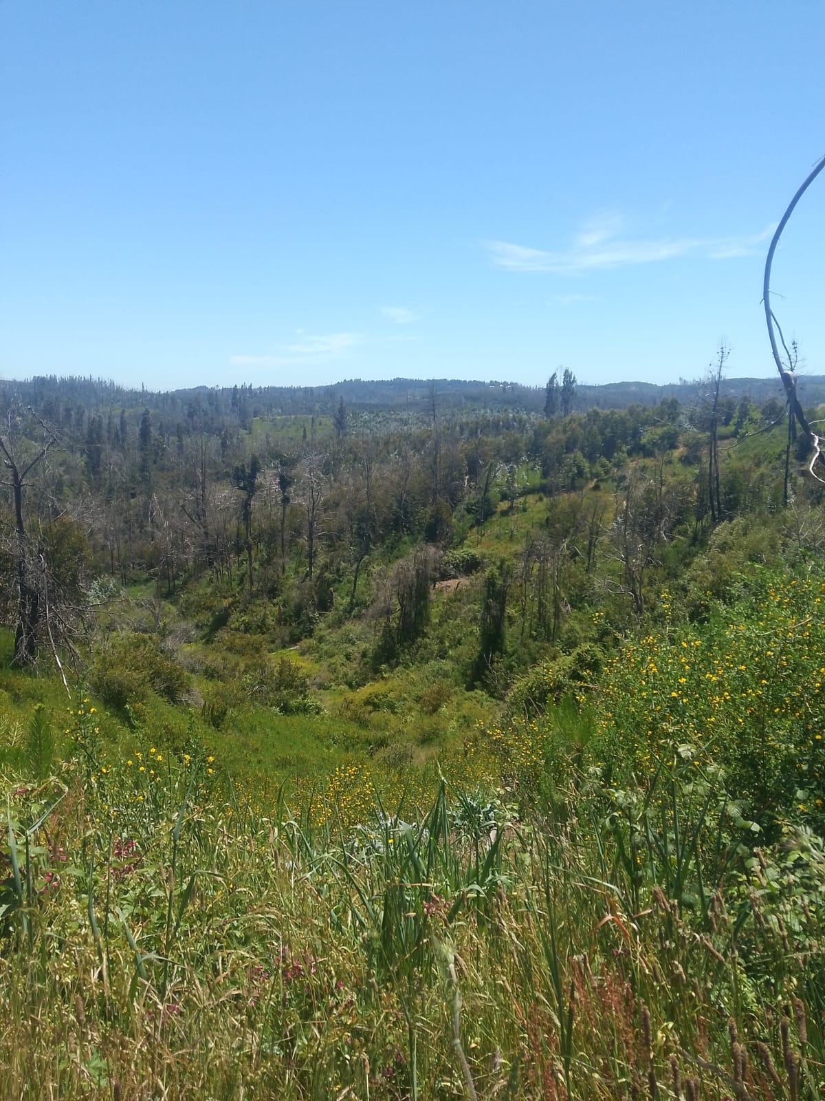 Hermosa Parcela 1 Hectárea con Viña y Árboles Frutales | San Carlitos, Tomé
